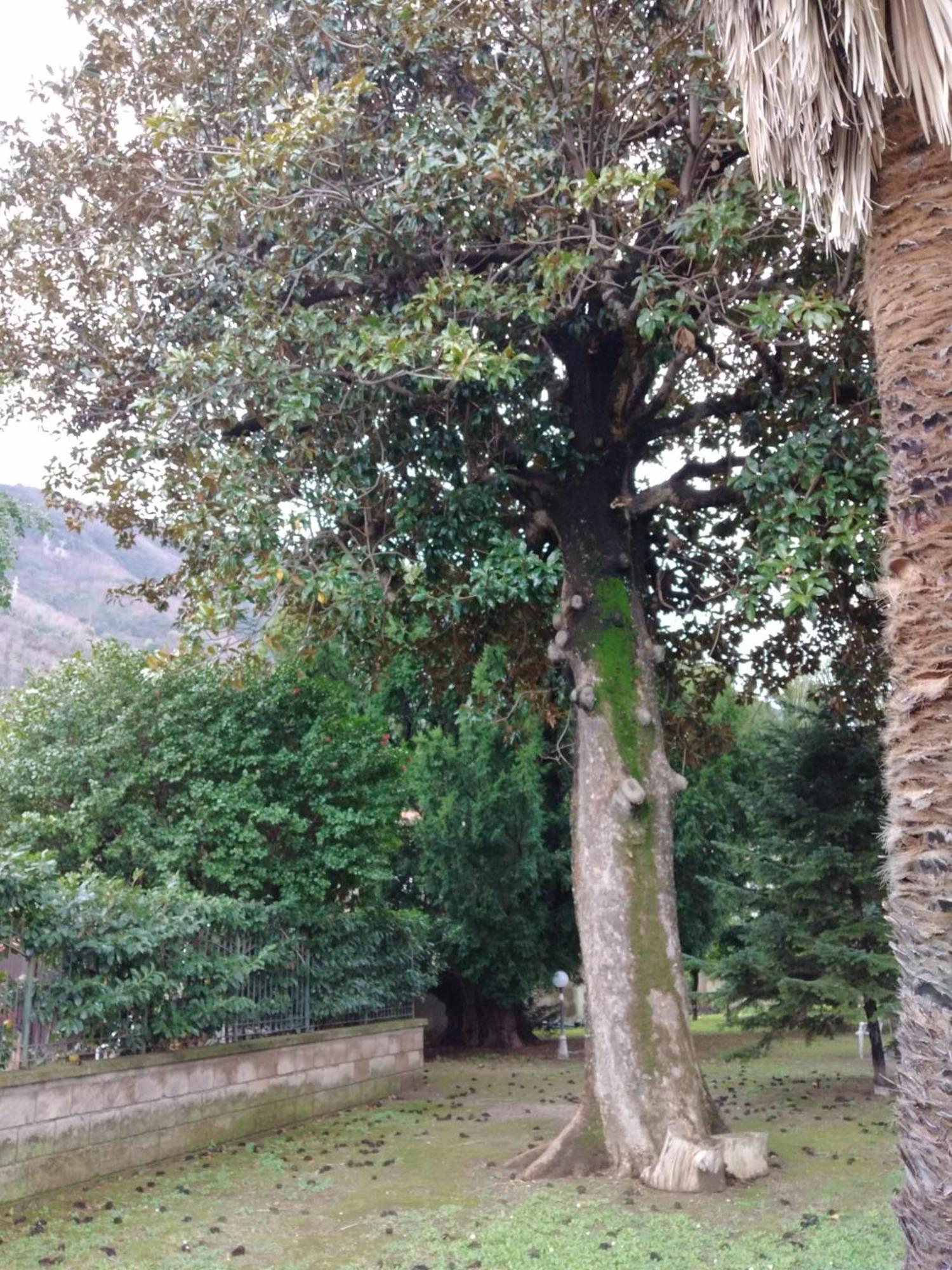Villa Pellicano -Il Nido Castellammare di Stabia Exterior photo